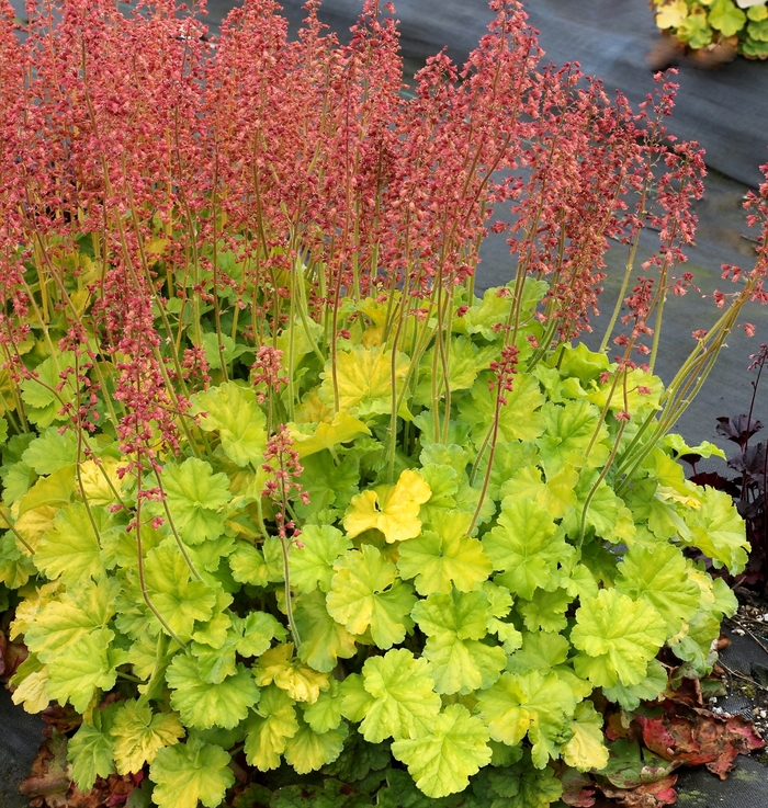 Northern Exposure™ 'Lime' - Heuchera (Coral Bells) from Roots Garden Center Inc