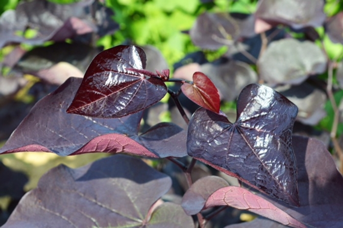 'Black Pearl®' Redbud - Cercis canadensis from Roots Garden Center Inc