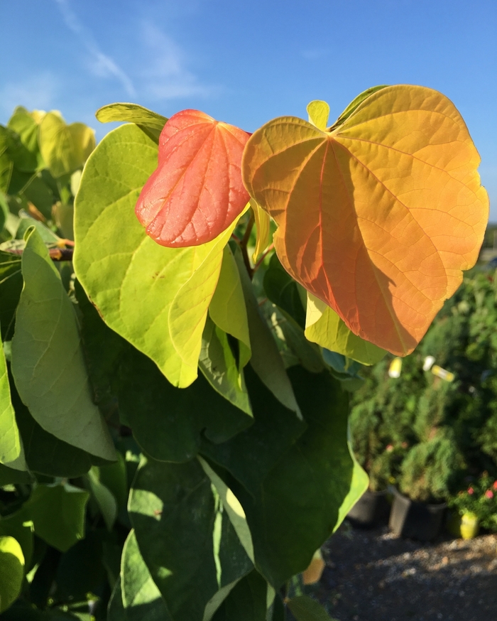 'The Rising Sun™' Redbud - Cercis canadensis from Roots Garden Center Inc
