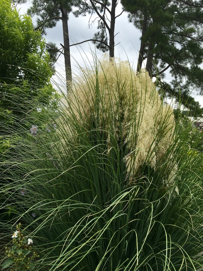 Dwarf Pampas Grass - Cortaderia selloana 'Jet Streams' from Roots Garden Center Inc
