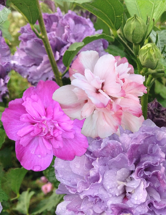 Rose of Sharon - Hibiscus syriacus from Roots Garden Center Inc
