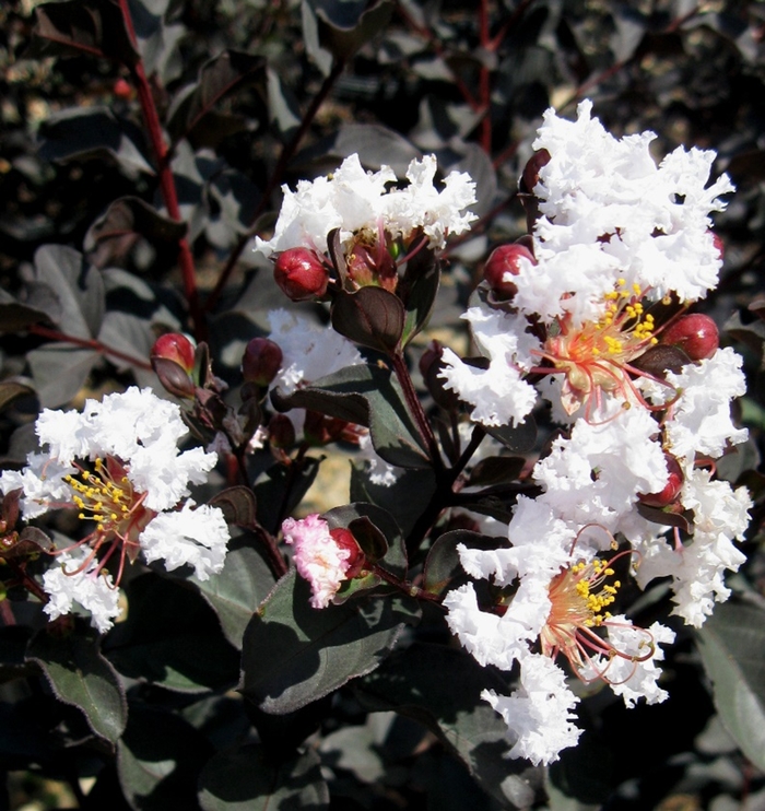 'Ebony & Ivory' Crapemyrtle - Lagerstroemia from Roots Garden Center Inc