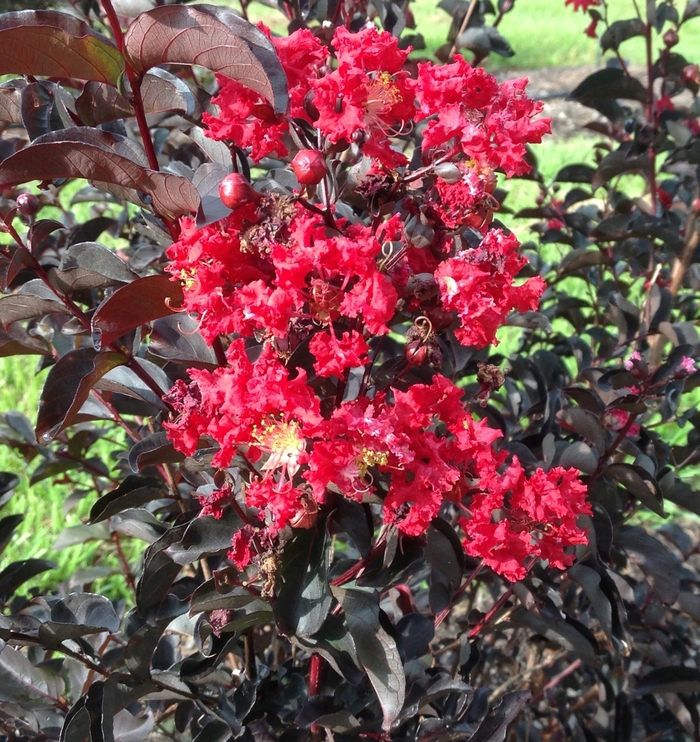 'Ebony Fire' Crapemyrtle - Lagerstroemia from Roots Garden Center Inc