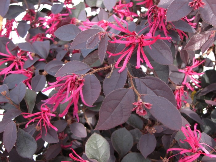 'Cherry Blast' Loropetulum - Loropetalum chinense var. rubrum from Roots Garden Center Inc