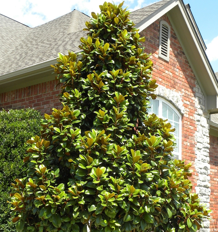 Teddy Bear® - Magnolia grandiflora from Roots Garden Center Inc