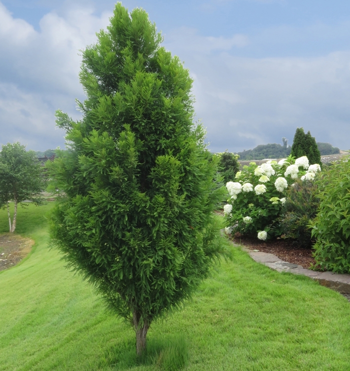 'Lindsey's Skyward™' Bald Cypress - Taxodium distichum from Roots Garden Center Inc