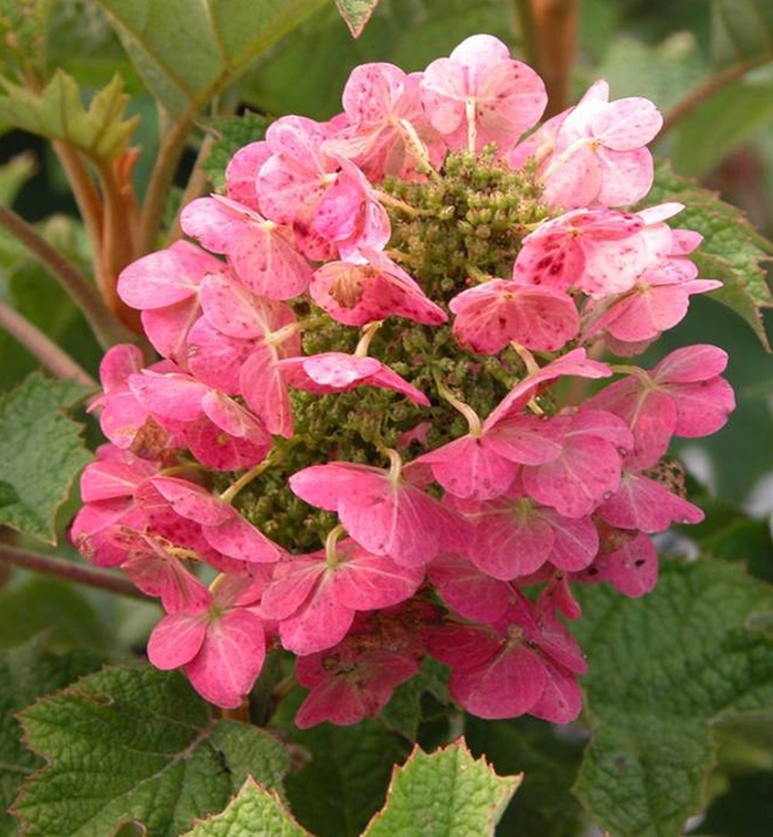 'Ruby Slippers' Qakleaf Hydrangea - Hydrangea quercifolia from Roots Garden Center Inc