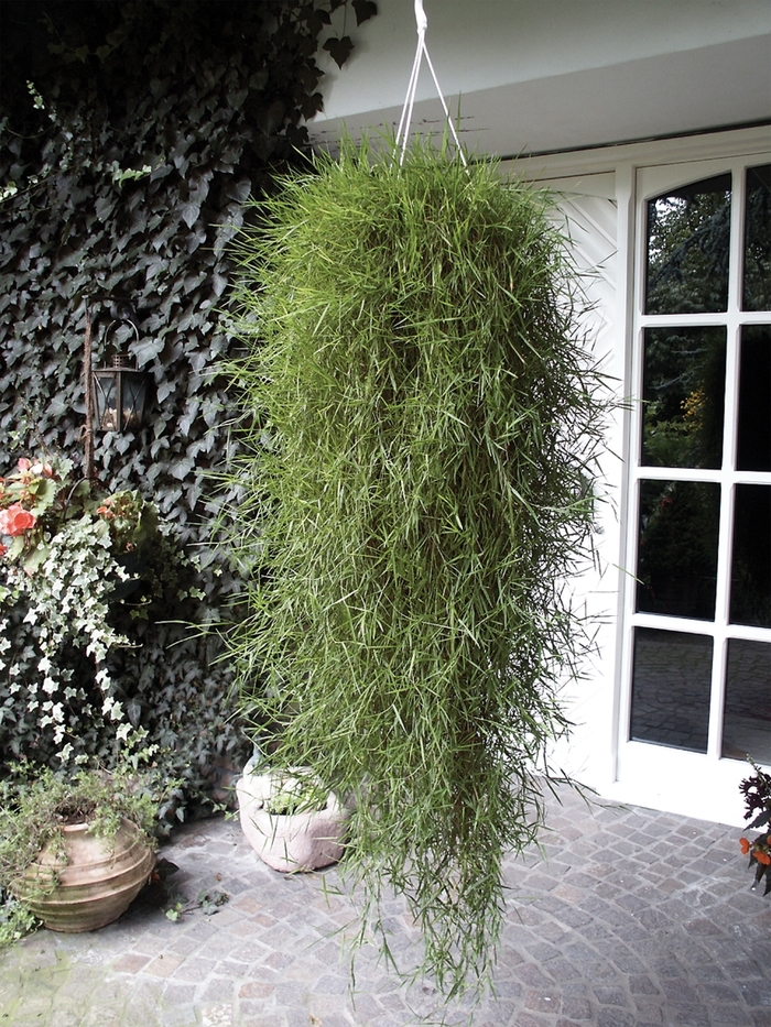 Trailing Bamboo - Agrostis stolonifera 'Green Twist' from Roots Garden Center Inc