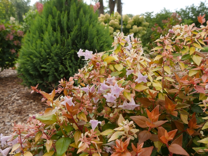 Funshine® - Abelia x grandiflora 'Minacara1' PP30430 from Roots Garden Center Inc