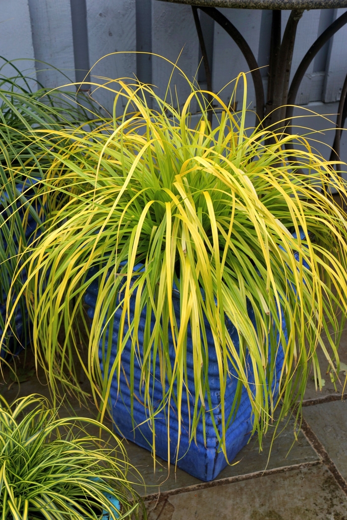 EverColor® 'Everillo' - Carex oshimensis (Sedge) from Roots Garden Center Inc