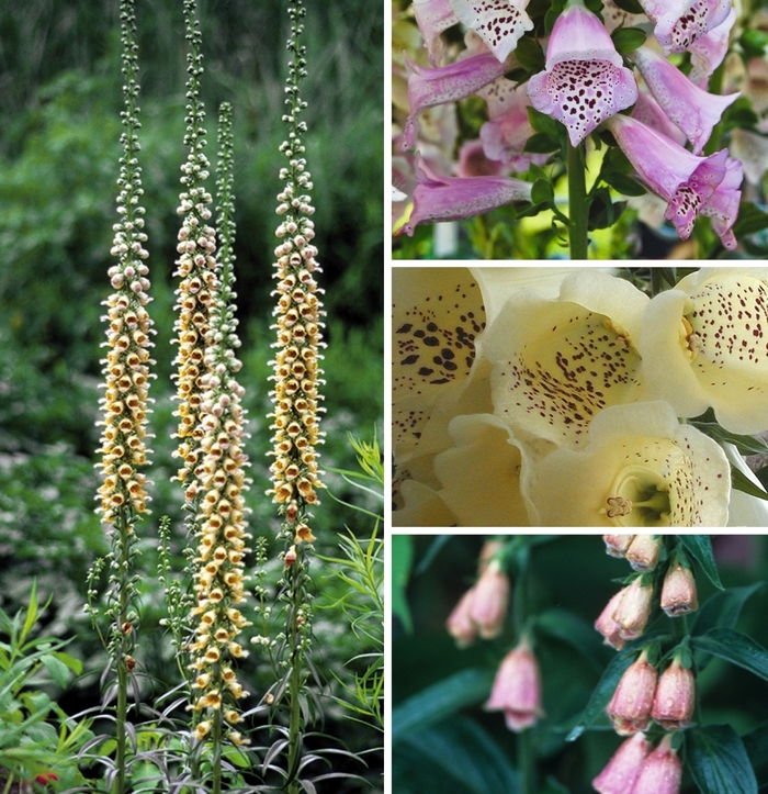 Assorted Foxglove - Digitalis from Roots Garden Center Inc