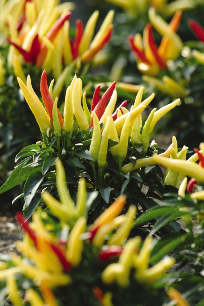 Hot Pepper - Capsicum annuum 'Chilly Chili' from Roots Garden Center Inc
