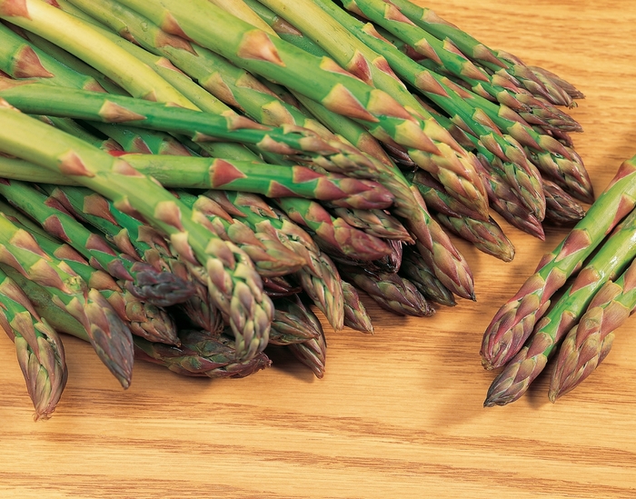 'Mary Washington' - Asparagus officinalis from Roots Garden Center Inc