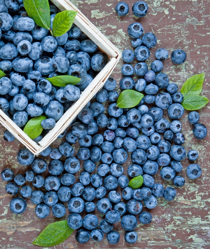 'Duke' Blueberry - Vaccinium corymbosum from Roots Garden Center Inc