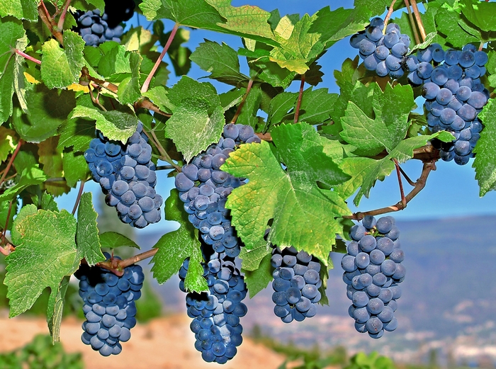 'Mars' Grape - Vitis vinifera from Roots Garden Center Inc