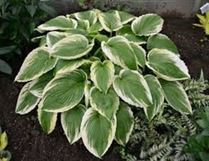 'Alex Summers' Hosta - Hosta 'Alex Summers' from Roots Garden Center Inc