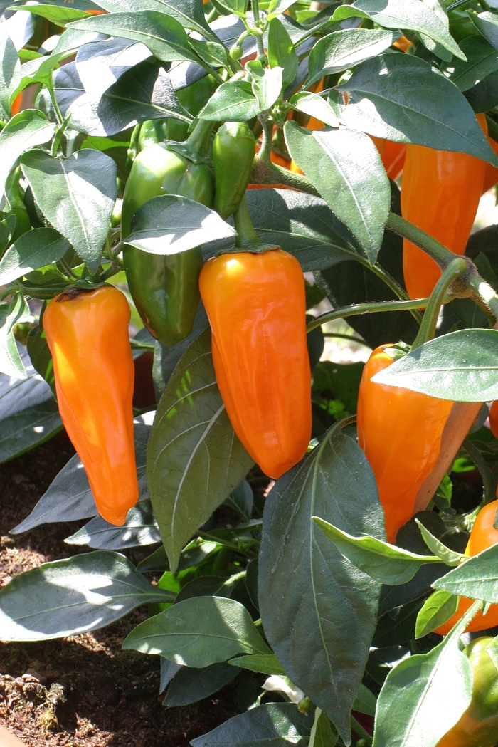 Pepper Cheyenne - Pepper 'Cheyenne Culinary Couture™ ' from Roots Garden Center Inc