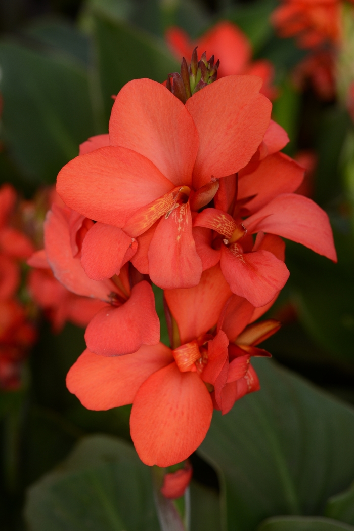 Cannova® 'Red Shades' - Canna x generalis (Canna Lily) from Roots Garden Center Inc