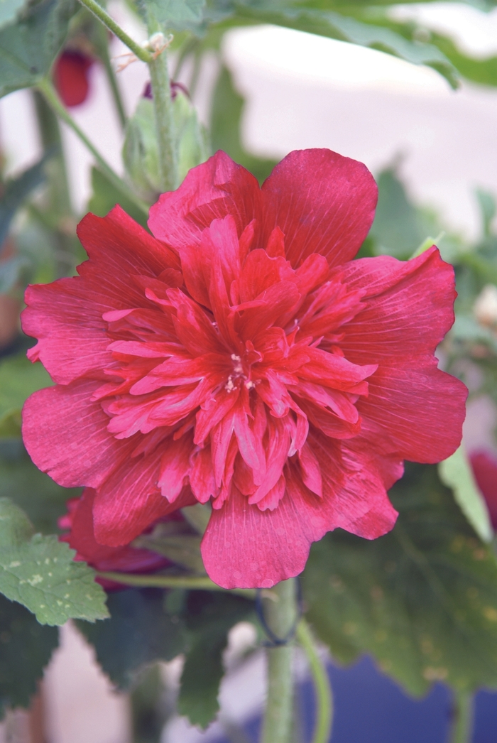 Hollyhock - Alcea 'Indian Springs Celebrities Carmine' from Roots Garden Center Inc