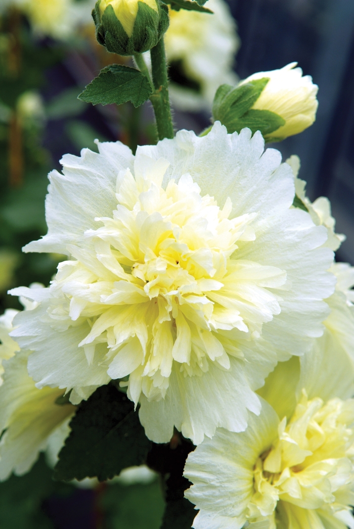 Hollyhock - Alcea Celebrities 'Lemon' from Roots Garden Center Inc