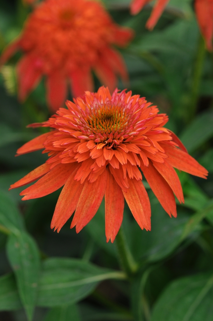 Double Scoop™ 'Mandarin' - Echinacea (Coneflower) from Roots Garden Center Inc