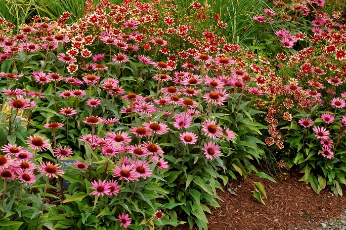 Coneflower - Echinacea 'Satin Nights' from Roots Garden Center Inc