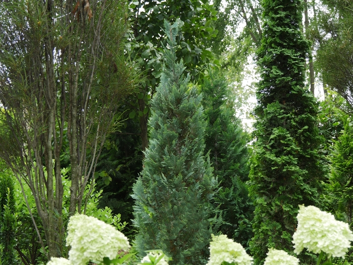 Pinpoint® Blue False Cypress - Chamaecyparis lawsoniana 'SMNCLBF' PP30707 from Roots Garden Center Inc