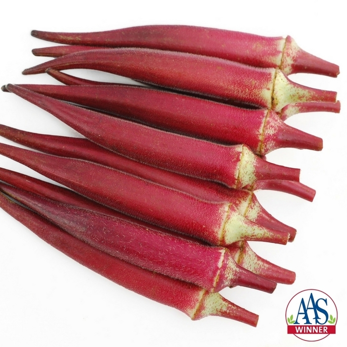 Okra - Abelmoschus esculentus 'Candle Fire' from Roots Garden Center Inc
