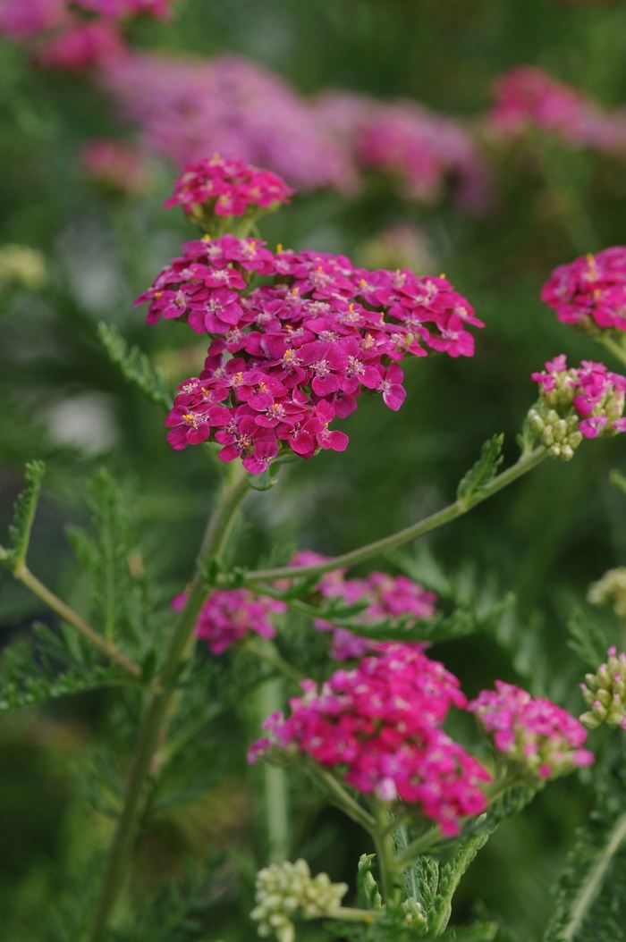 Song Siren™ Layla Yarrow - Achillea millefolium from Roots Garden Center Inc