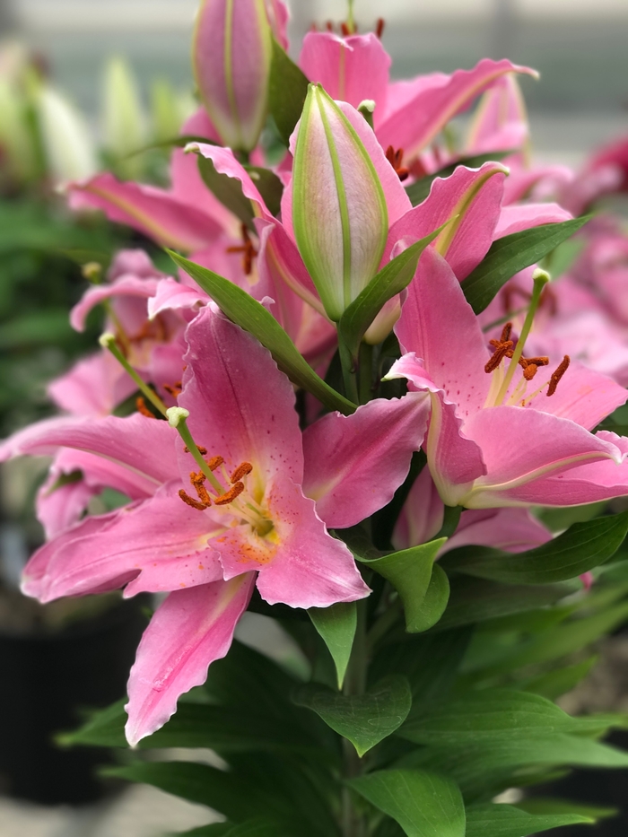 Lily Looks Sunny Camino - Lilium 'Sunny Camino' PPAF (Oriental Lily) from Roots Garden Center Inc
