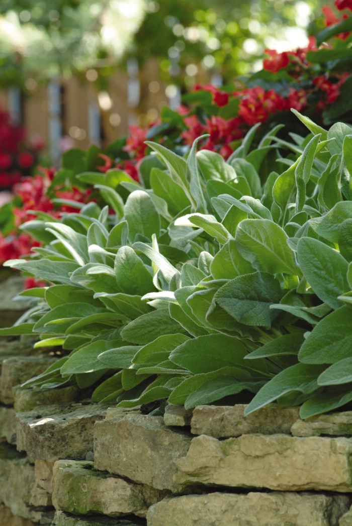'Fuzzy Wuzzy' Lamb's Ear - Stachys byzantina from Roots Garden Center Inc
