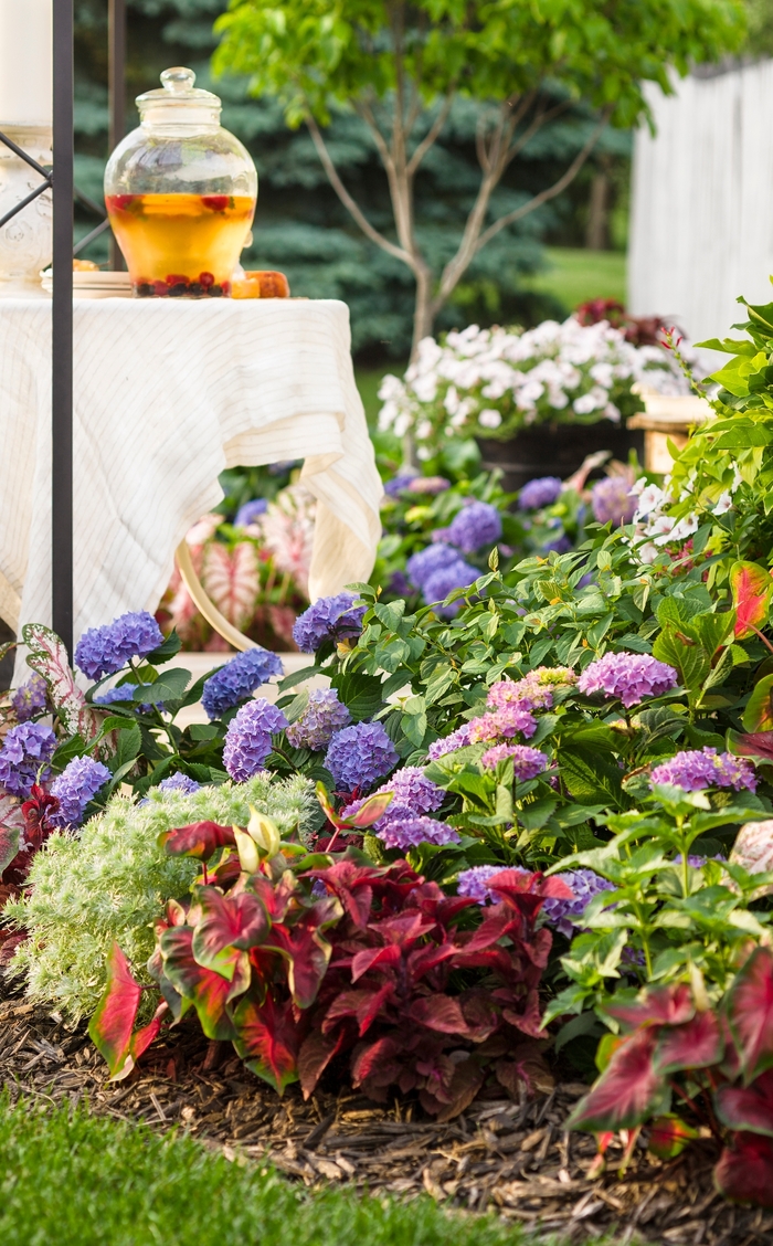 Let's Dance® Rhythmic Blue® - Hydrangea macrophylla (Reblooming Hydrangea) from Roots Garden Center Inc