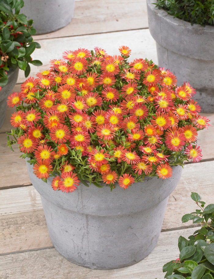 Wheels of Wonder® 'Fire' - Delosperma cooperi (Ice Plant) from Roots Garden Center Inc