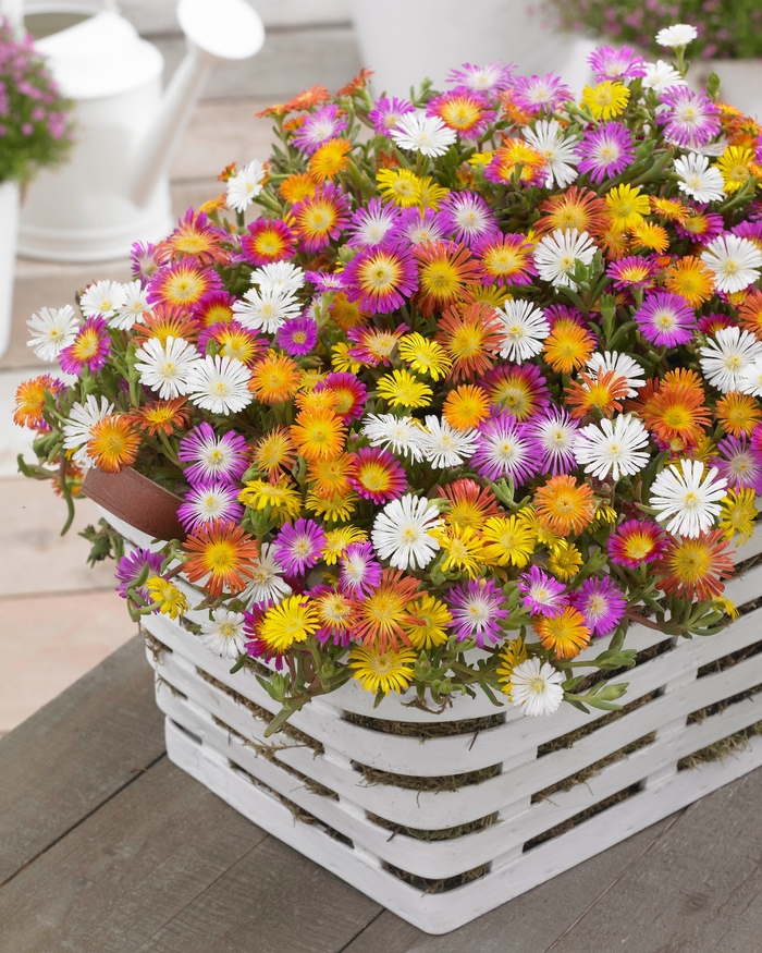 Wheels of Wonder® 'Mix' - Delosperma cooperi (Ice Plant) from Roots Garden Center Inc