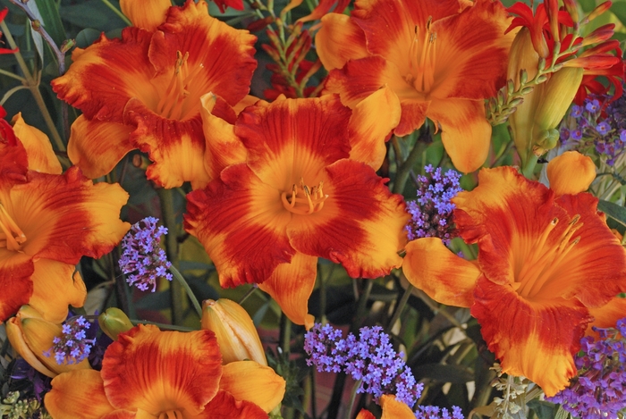 Daylily - Hemerocallis fulva 'Adorable Tiger' from Roots Garden Center Inc