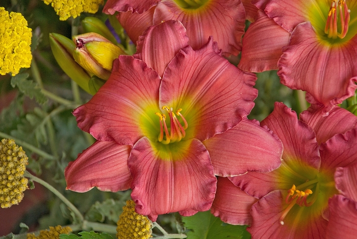 Happy Ever Appster™ 'Passionate Returns' - Hemerocallis (Daylily) from Roots Garden Center Inc