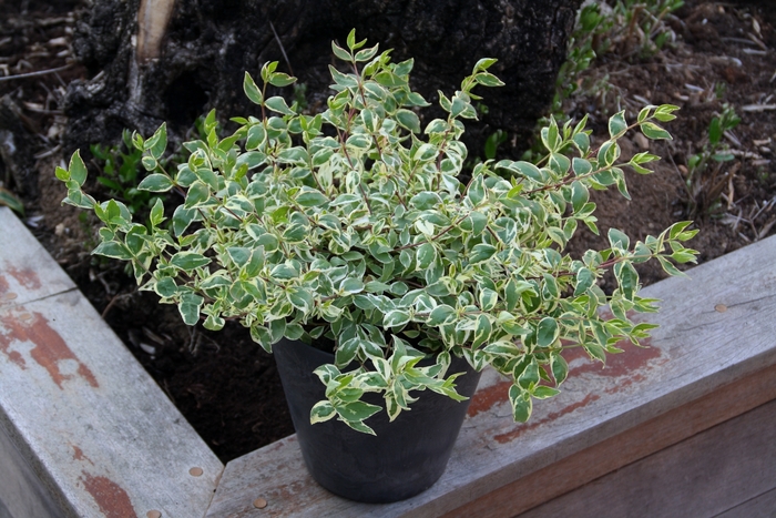 'Bella Donna' Abelia - Abelia grandiflora from Roots Garden Center Inc