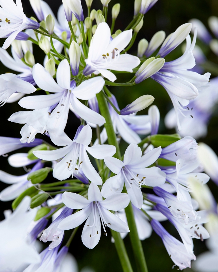 'Twister' African Lily - Agapanthus from Roots Garden Center Inc
