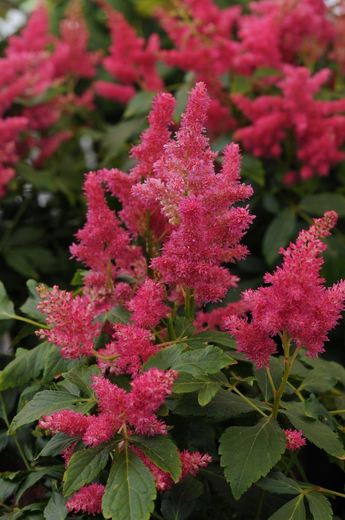 False Spirea - Astilbe 'Fireberry' from Roots Garden Center Inc