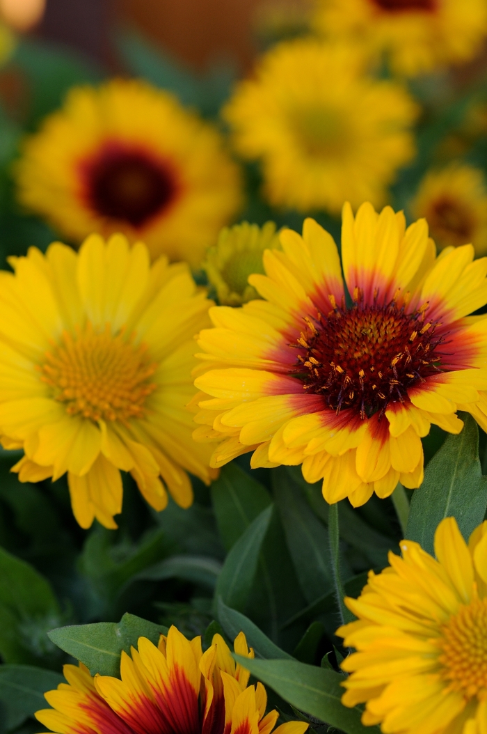 Mesa™ 'Bright Bicolor' - Gaillardia x grandiflora (Blanket flower) from Roots Garden Center Inc