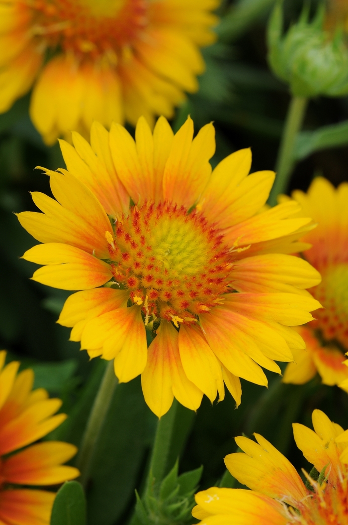 Mesa™ 'Peach' - Gaillardia x grandiflora (Blanket Flower) from Roots Garden Center Inc