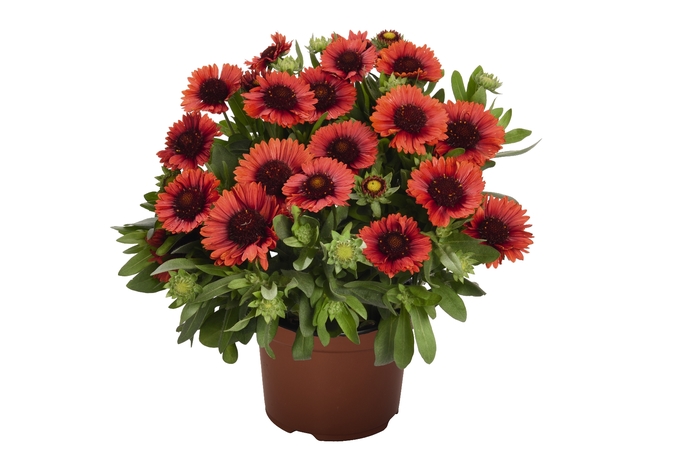 'SpinTop Red' Blanket Flower - Gaillardia aristata from Roots Garden Center Inc