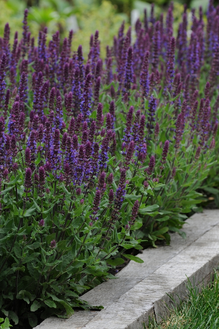 Lyrical™ Blues - Salvia nemorosa (Meadow Sage) from Roots Garden Center Inc