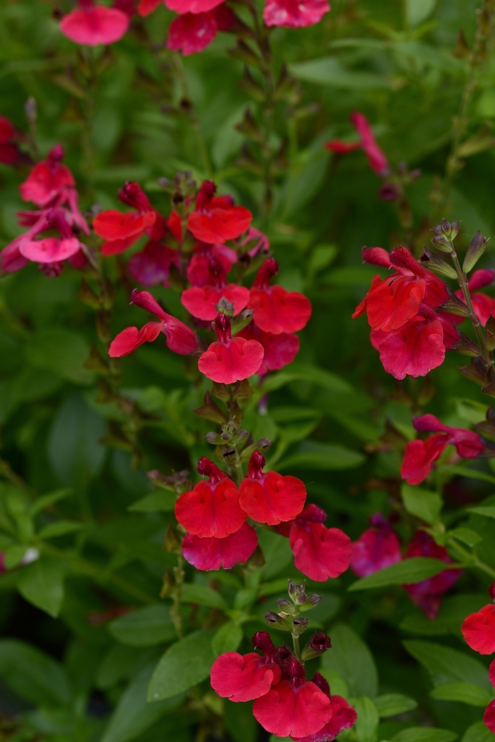 Mirage™ 'Cherry Red' - Salvia greggii (Sage) from Roots Garden Center Inc