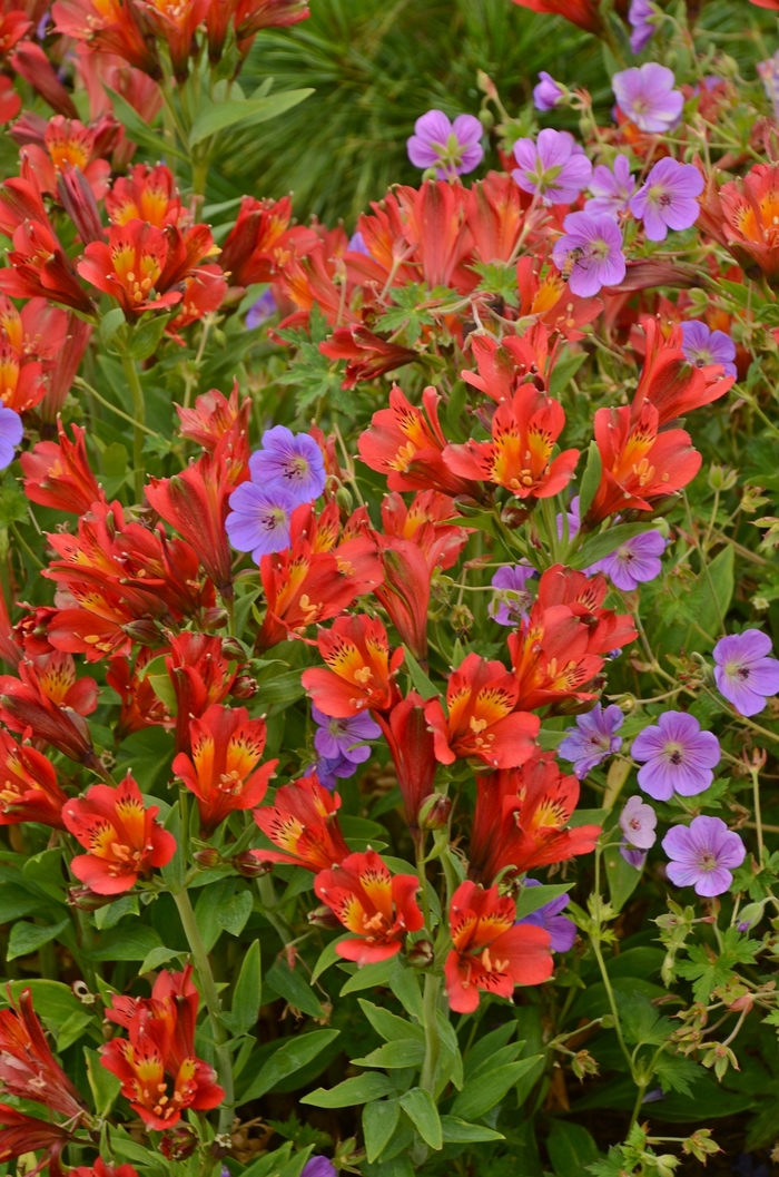 Peruvian Lily - Alstroemeria hybrid 'Inca Joli' from Roots Garden Center Inc