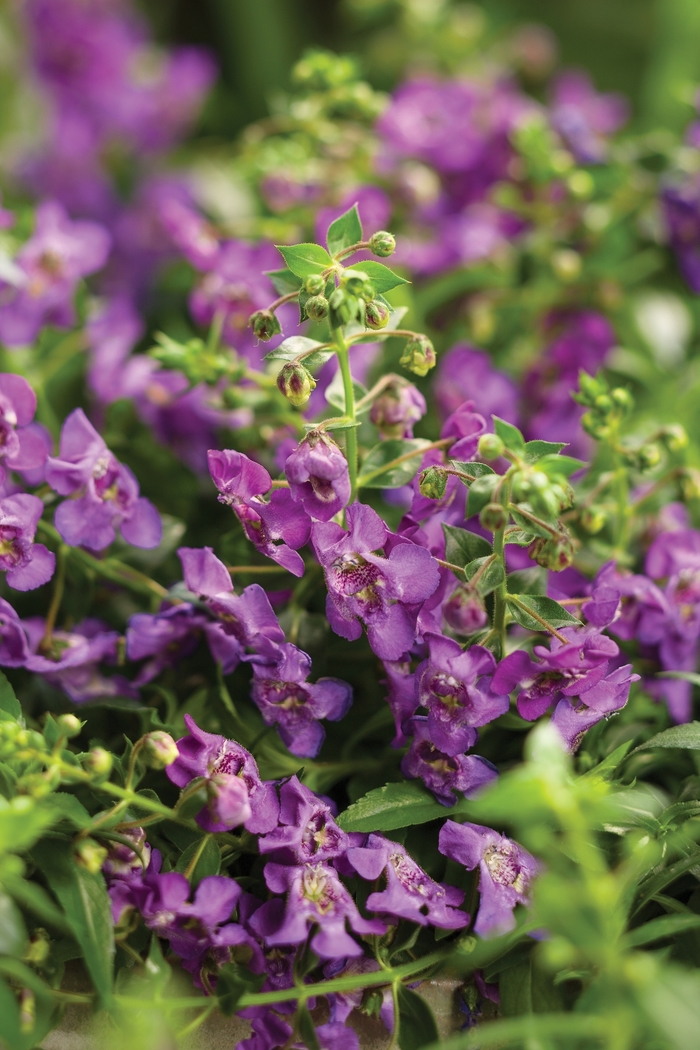 Carita™ Summer Snapdragon - Angelonia a. 'Angelface Cascade Blue' from Roots Garden Center Inc