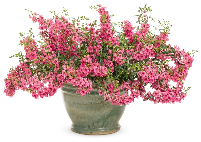 Carita™ Summer Snapdragon - Angelonia a. 'Angelface Cascade Pink' from Roots Garden Center Inc