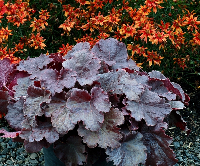 Northern Exposure™ 'Black' - Heuchera (Coral Bells) from Roots Garden Center Inc