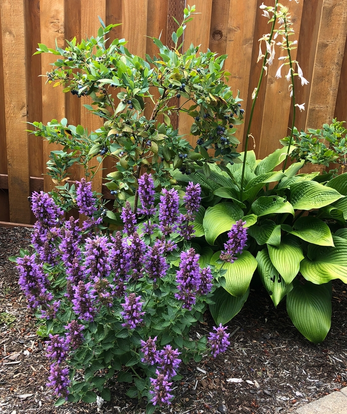 Hummingbird Mint - Agastache 'Poquito Dark Blue' from Roots Garden Center Inc
