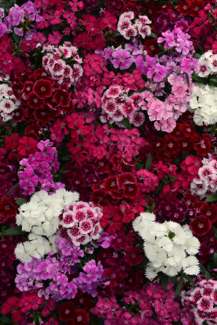 Floral Lace™ Mix - Dianthus chinensis x barbatus from Roots Garden Center Inc